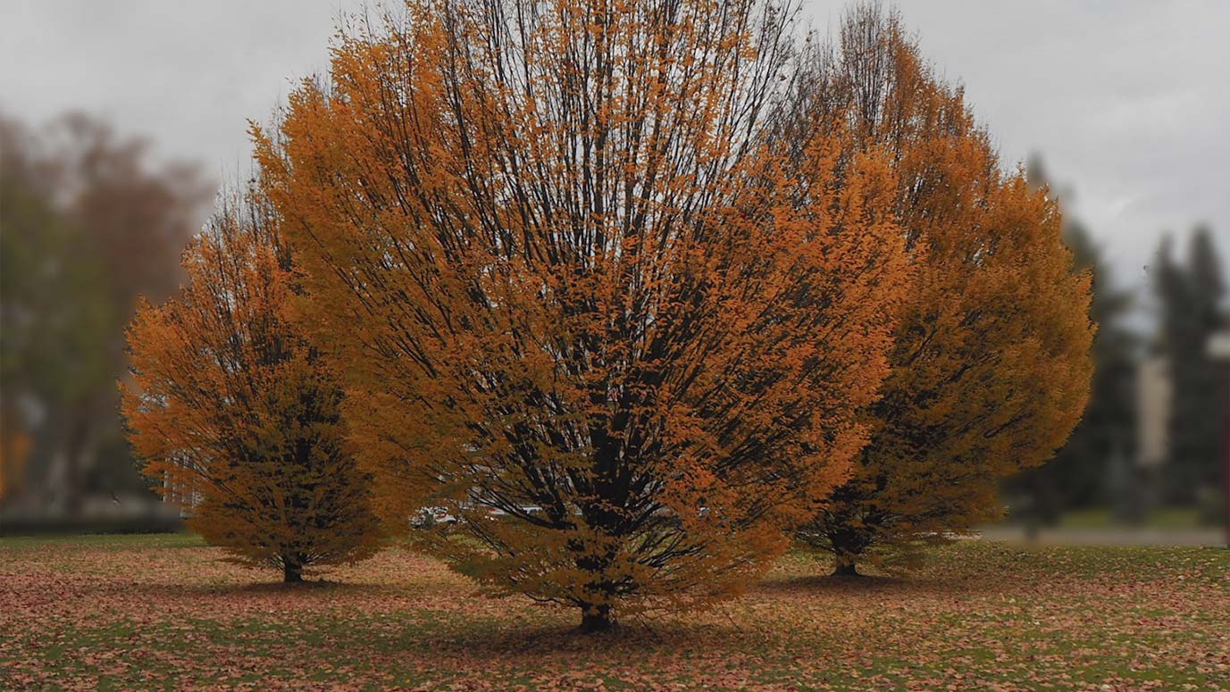 fotografía de un árbol en el campus de la universidad de navarra ganadora del concurso del colegio mayor